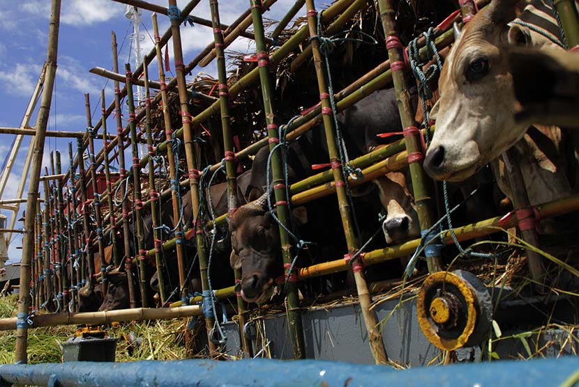 Sejumlah sapi dikandangkan di atas kapal kargo yang akan dikirim ke Surabaya dan Jakarta, di pelabuhan Tenau  Kupang,  NTT (ilustrasi)