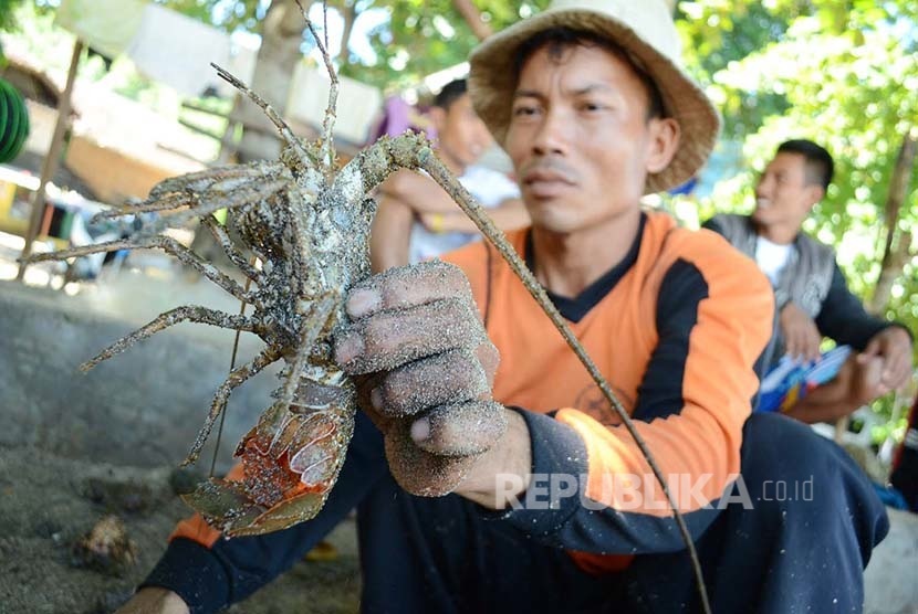  Lobster hasil tangkapan, di Pantai Rancabuaya, Kabupaten Garut, Kamis (24/3). (Republika/Edi Yusuf)