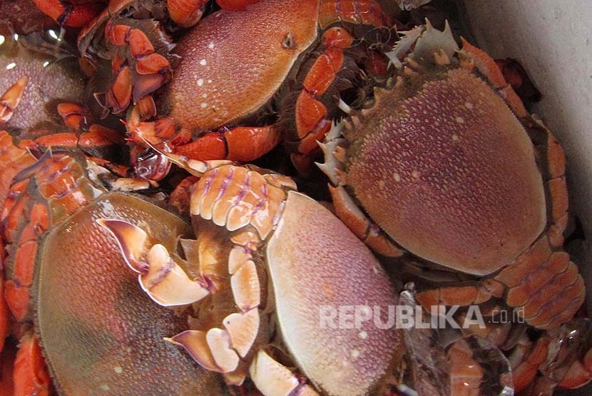  Kepiting hasil tangkapan jaring, di Pantai Apra, Kecamatan Sindangbarang, Kabupaten Cianjur, Kamis (24/3).  (Republika/Edi Yusuf)