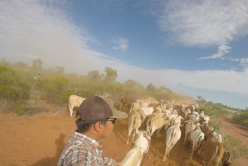  Mahasiswa Universitas Brawijaya Abiyoga Pamungkas menggiring sapi di Peternakan Helen Springs.  (foto : Australiaplus.com)