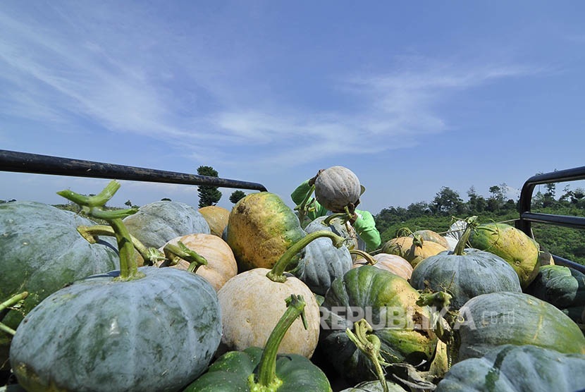  Petani memanen buah labu di perkebunan buah labu di Desa Ciburial, Kec. Cimenyan, Kab. Bandung, Ahad (31/7). (foto : Mahmud Mahyudin)