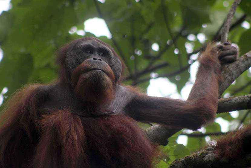 Orangutan Sumatra (Pongo abelii) jantan bernama Kuta yang berusia 35 tahun berada di atas pohon usai pelepasliaran di Hutan Kawasan Taman Nasional Gunung Leuser (TNGL) Kabupaten Langkat, Sumatera Utara, Kamis (2/2). 