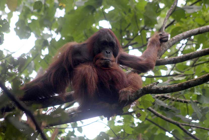 Orangutan Sumatra (Pongo abelii) jantan bernama Kuta yang berusia 35 tahun berada di atas pohon usai pelepasliaran di Hutan Kawasan Taman Nasional Gunung Leuser (TNGL) Kabupaten Langkat, Sumatera Utara, Kamis (2/2).