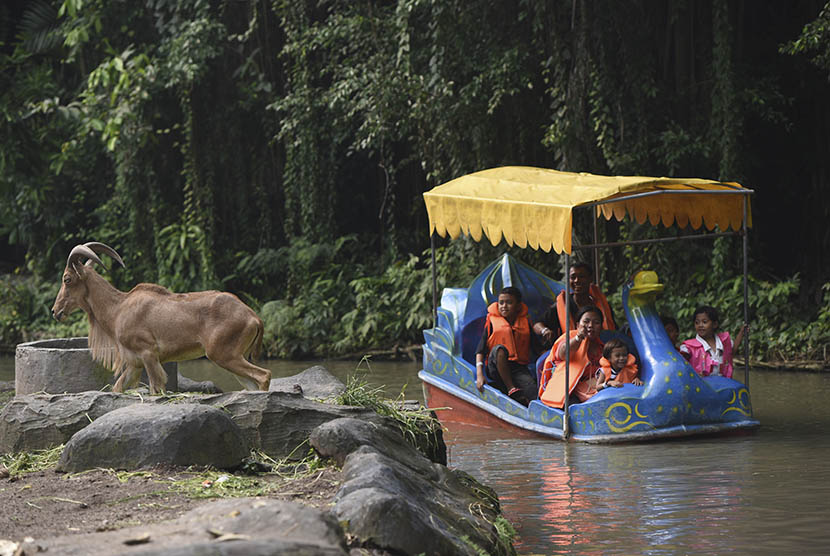 Pengunjung menyaksikan Kambing Gunung (Oreamnos americanus) mengunakan perahu wisata di Kebun Binatang Surabaya, Surabaya, Jawa Timur, Selasa (28/3). 