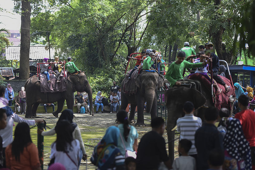 Pengunjung menikmati wahana tunggang gajah di Kebun Binatang Surabaya, Surabaya, Jawa Timur, Selasa (28/3). 
