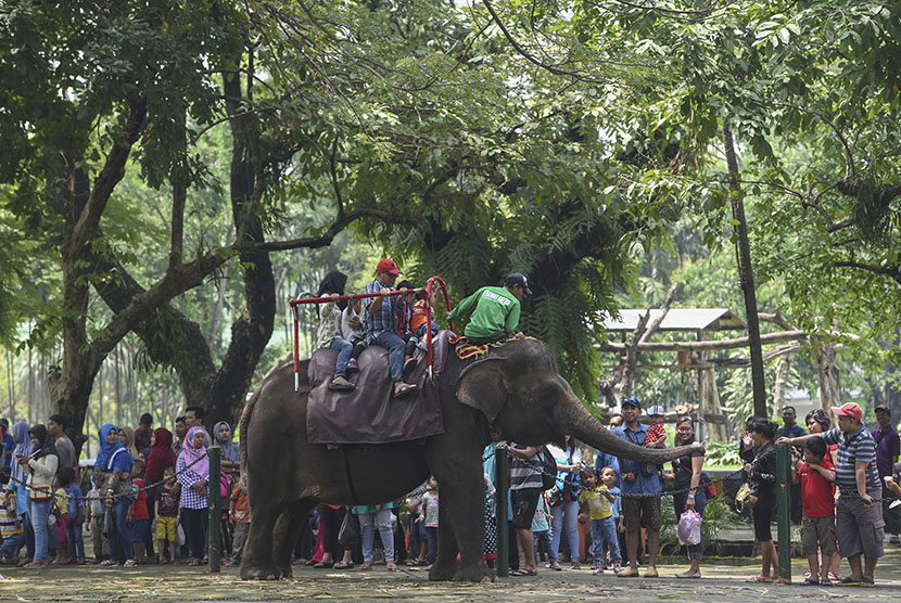 Pengunjung menikmati wahana tunggang gajah di Kebun Binatang Surabaya, Surabaya, Jawa Timur, Selasa (28/3). 