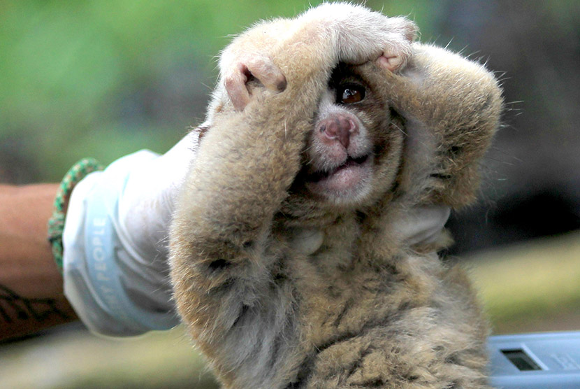 Petugas dari Yayasan Inisiasi Alam Rehabilitasi Indonesia dan  International Animal Rescue (IAR) memeriksa kukang Jawa (Nycticebus javanicus) yang akan dipindahkan ke kandang habituasi di Kawasan Taman Nasional Gunung Ciremai, Kuningan, Jawa Barat