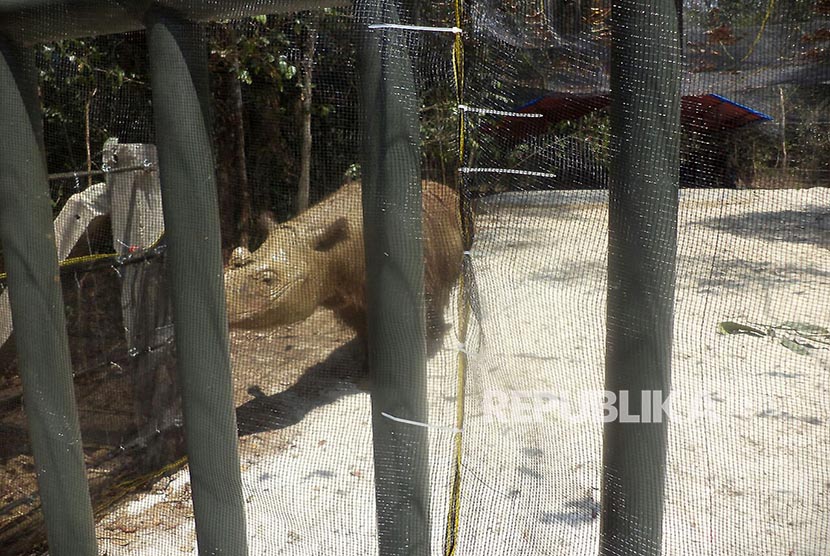 Badak sumatra masih dalam karantina.