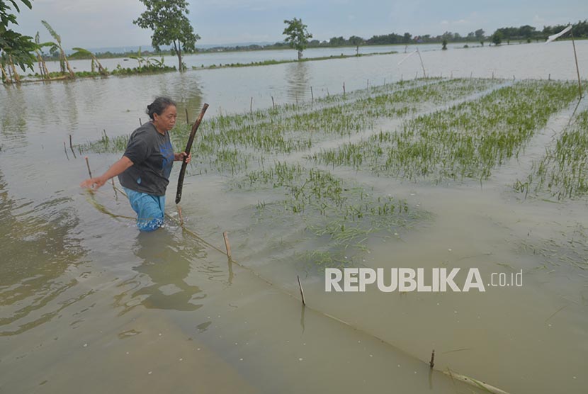 Petani memeriksa kondisi tanaman padi yang terendam banjir (ilustri).