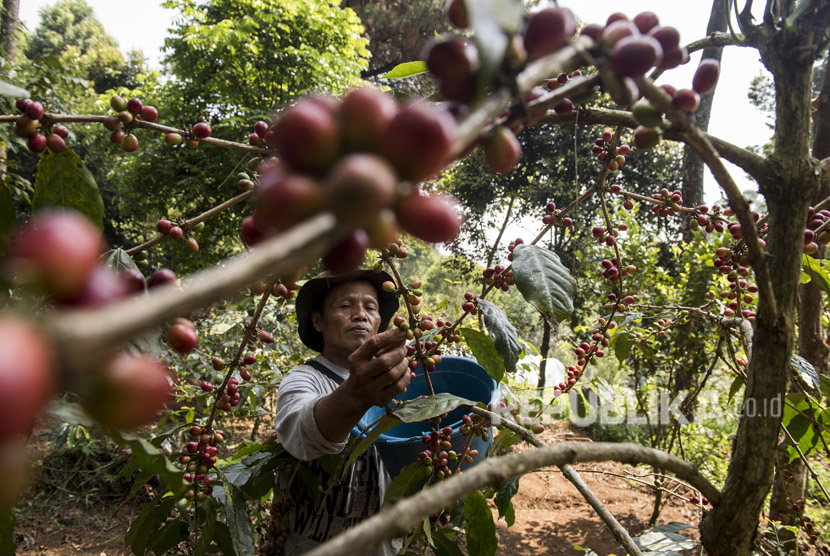  Petani memetik buah kopi Puntang di perkebunan kopi Gunung Puntang, Desa Campaka Mulya, Cimaung, Kabupaten Bandung, Jawa Barat, Selasa (29/5). 