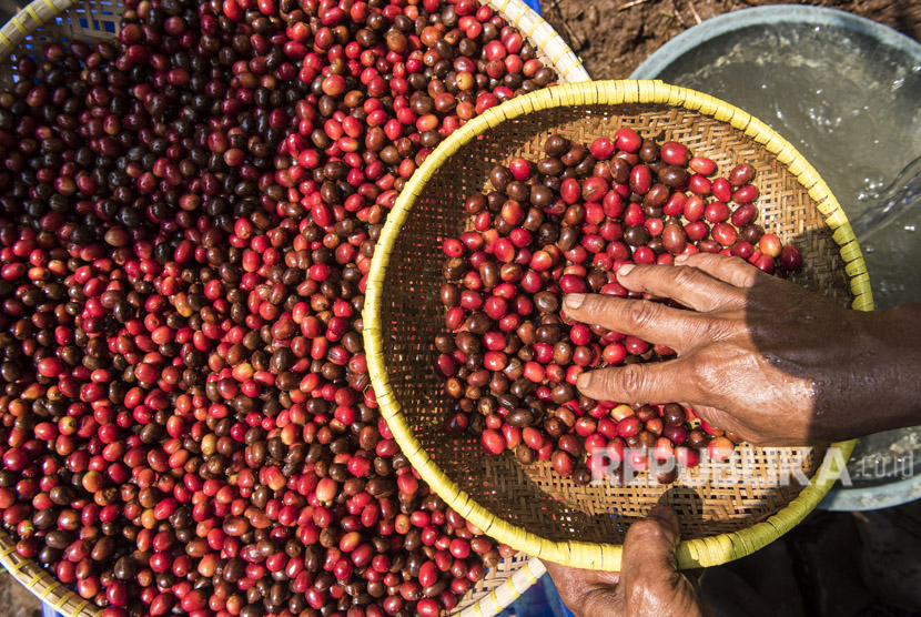 Petani memilah buah kopi Puntang di perkebunan kopi Gunung Puntang, Desa Campaka Mulya, Kecamatan Cimaung, Kabupaten Bandung, Jawa Barat, Selasa (29/5).