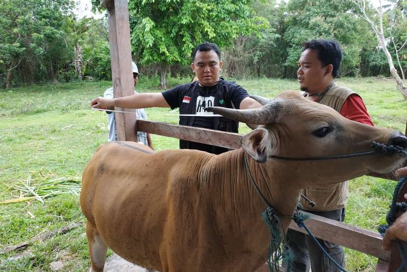 Dompet Dhuafa mengajak donatur untuk ikut melakukan pengecekan hewan kurban.