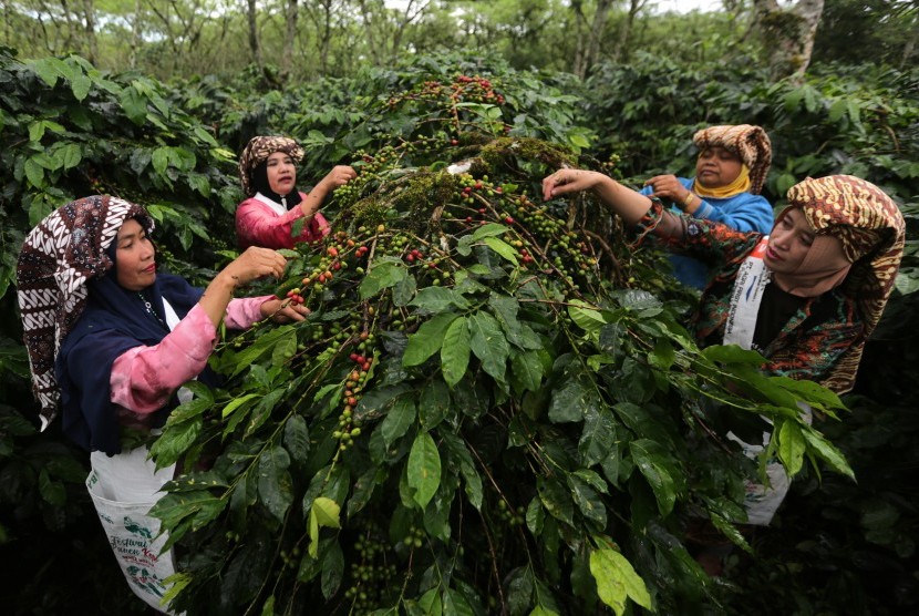 Petani memetik kopi arabika saat panen massal dalam rangkaian festival panen kopi gayo di Rembele, Bener Meriah, Aceh, Rabu (21/11/2018). 