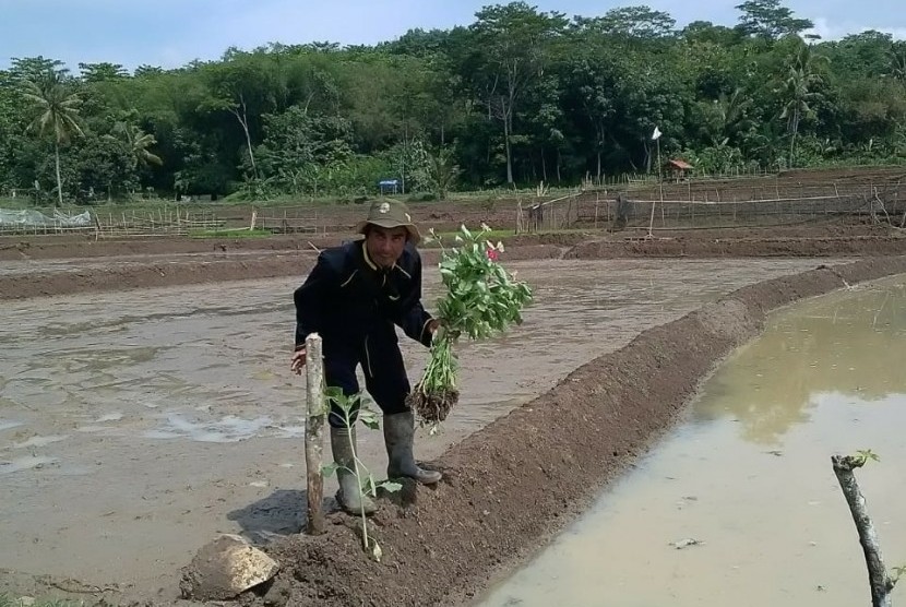 Petani dari Desa Nagrak, Kecamatan Darangdan, Kabupaten Purwakarta, sedang menanam repugia di pematang sawah, Jumat (7/12). Repugia atau sejenis kenikir ini, merupakan salah satu tanaman musuh alami dari hama padi.