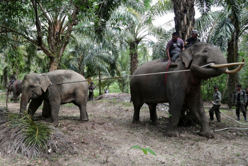 13 Ekor Gajah Liar Rusak Kebun Warga Aceh Barat. Pawang gajah (mahout) dan petugas Balai Konservasi Sumber Data Alam (BKSDA) Aceh (kanan) menarik seekor gajah liar betina (tengah) yang berhasil ditangkap di Desa Tangga Besi, Kota Subulussalam, Aceh. Ilustrasi
