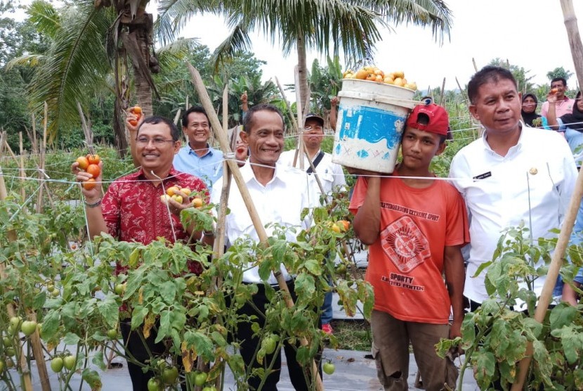 Kepala Badan Ketahanan Pangan (BKP) Agung Hendriadi, meninjau panen tomat di Desa Nidinho, Halmahera Utara, Jumat (7/12). 