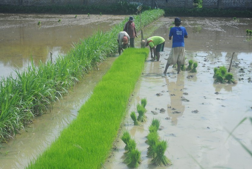 Petani menyiapkan bibit padi untuk ditanam.