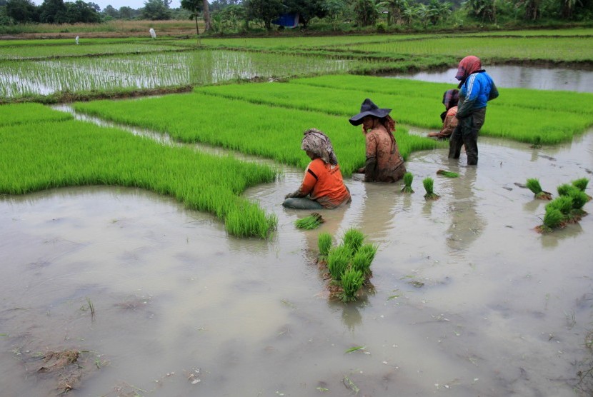 Sejumlah petani mempersiapkan bibit padi untuk ditanam di area persawahan. 