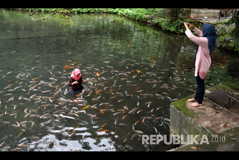 Wisatawan memberi makan ikan-ikan di mata air Umbul Senjoyo, Desa Tegalwaton, Tengaran, Kabupaten Semarang, Jawa Tengah, Rabu (21/12/2018). 