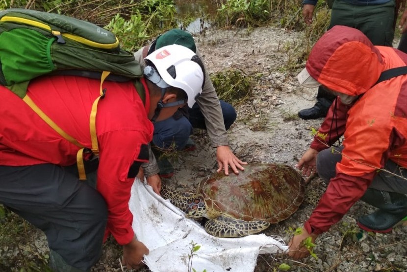 Proses evakuasi penyu yang terdampar akibat tsunami di Tanjung  Lesung, Selasa (25/12).