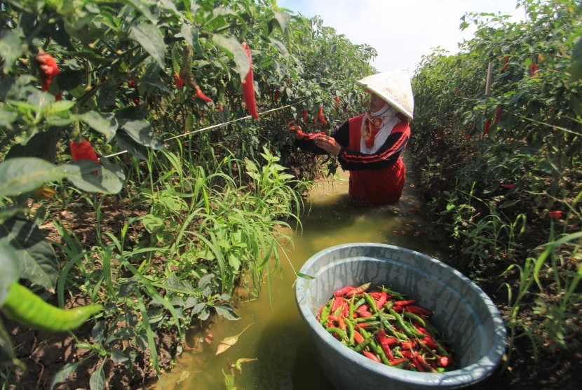  Petani memanen cabai merah di desa Widasari, Indramayu, Jawa Barat, Kamis (3/1/2019). 