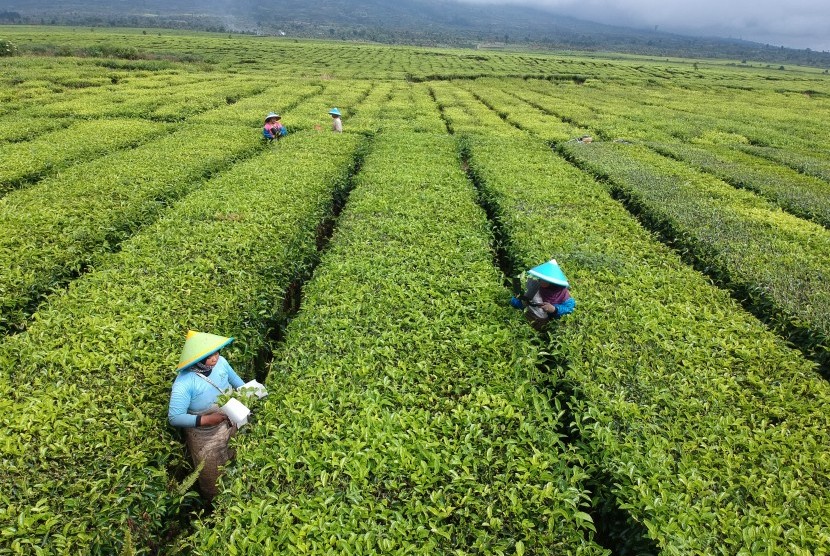 Pekerja memetik pucuk daun teh di area perkebunan PT Perkebunan Nusantara (PTPN).