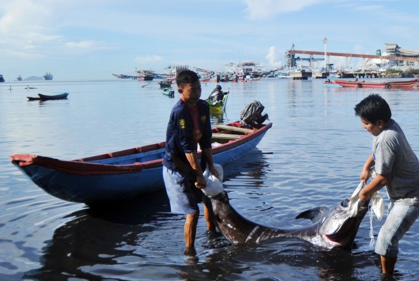 Nelayan memindahkan ikan marlin hitam hasil tangkapan kapal bagan mereka, di Pantai Gaung, Padang, Sumatera Barat, Kamis (17/1/2019).