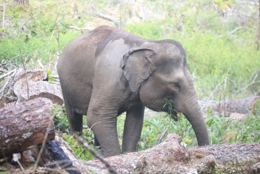 Salah satu gajah di Kawasan Hutan Dengan Tujuan Khusus (KHDTK) Aek Nauli,  Sumatera Utara.