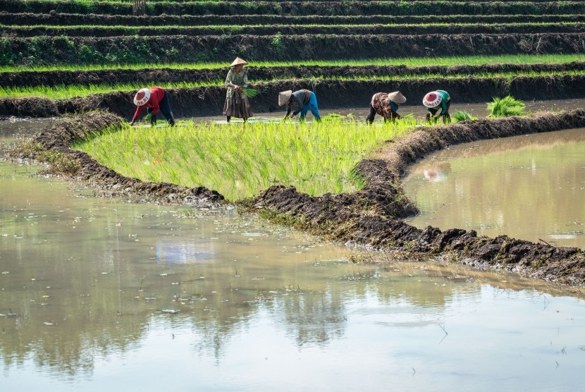 Petani menanam bibit tanaman padi musim tanam pertama di areal persawahan tadah hujan Desa Kawengen, Ungaran Timur, Kabupaten Semarang, Jawa Tengah, Senin (21/1/2019).