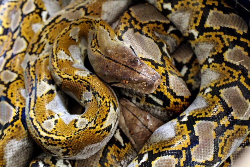 Ular Sanca batik (Python reticulatus) pemangsa ternak serahan warga diamankan dipenangkaran Balai Konservasi Sumber Daya Alam (KSDA) Aceh wilayah I Lhokseumawe, Aceh, Sabtu (26/1/2019). 