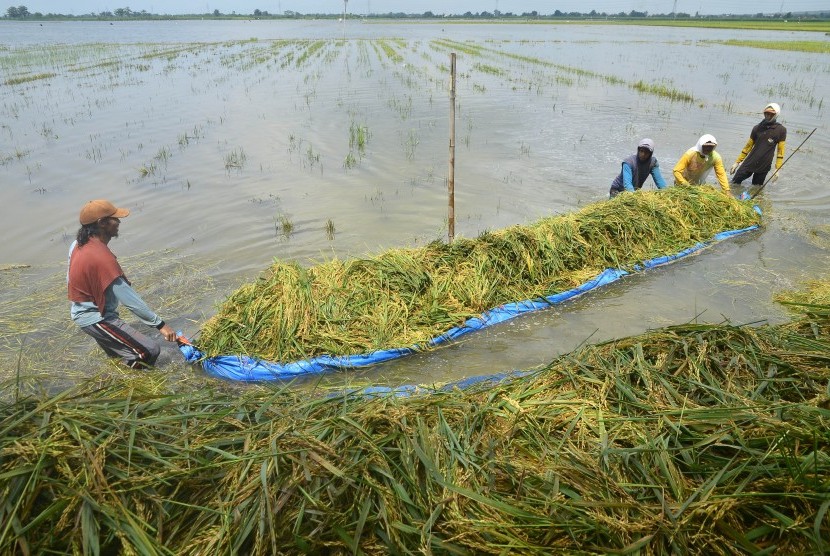 Petani membawa padi menggunakan terpal saat panen di persawahan yang terendam banjir Desa Gondoharum, Jekulo, Kudus, Jawa Tengah.