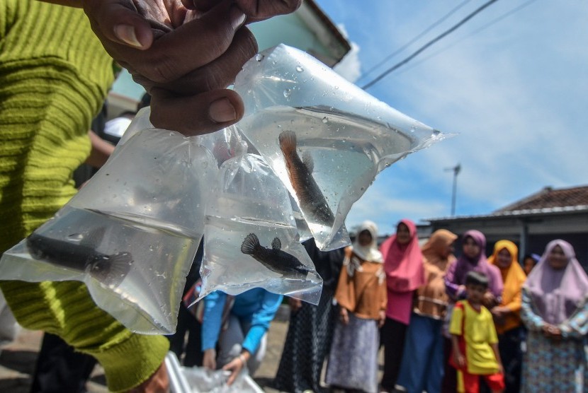 Petugas gabungan Dinas Pertanian dan Perikanan, Badan Karantina Ikan Bandung serta Dinas Kesehatan, membagikan ikan cupang gratis kepada warga untuk mengantisipasi jentik nyamuk di Perum Kota Baru, Cibeurem, Kota Tasikmalaya, Jawa Barat, Jumat (8/2/2019). 