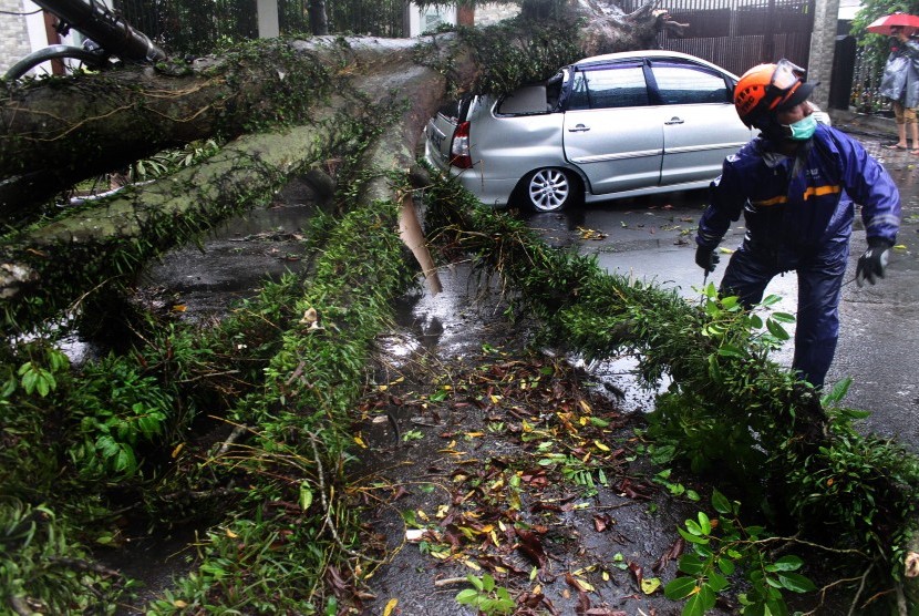Personel Badan PenangGulangan Bencana Daerah (BPBD) memotong dahan pohon tumbang yang menimpa mobil di Malang, Jawa Timur, Selasa (19/2/2019). 