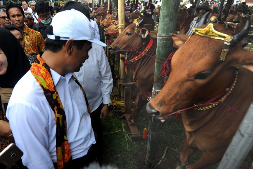  Menteri Pertanian Andi Amran Sulaiman (kiri) mengamati sapi ternak saat melakukan kunjungan kerja di Desa Kaduara Barat, Pamekasan, Jawa Timur, Selasa (19/2/2019). 