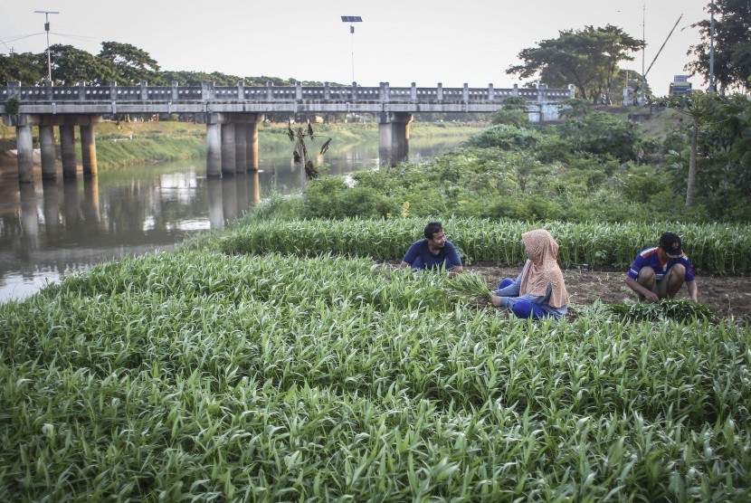 Lahan Pertanian Bantaran KBT: Warga memanen kangkung yang ditanam di bantaran Kanal Banjir Timur (KBT), Cakung, Jakarta, Selasa (26/2/2019).