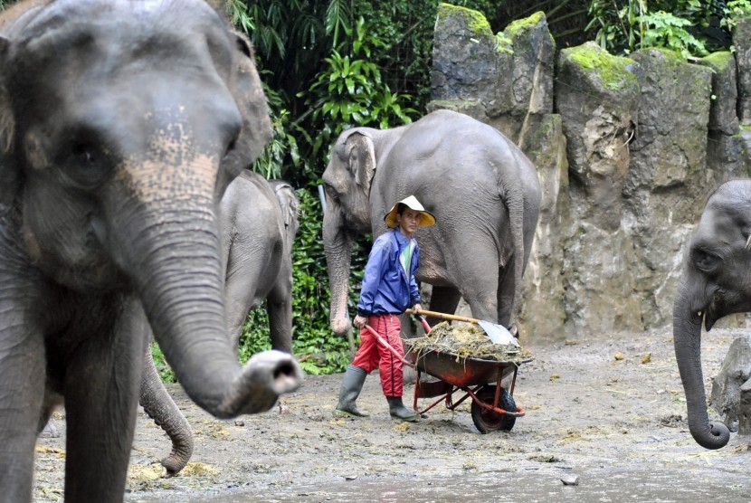 Kertas Kotoran Gajah: Petugas Taman Safari Indonesia (TSI) Bogor mengambil limbah kotoran gajah untuk dibuat kertas daur ulang Safari Poo Paper di TSI, Cisarua, Kabupaten Bogor, Jawa Barat, Jum
