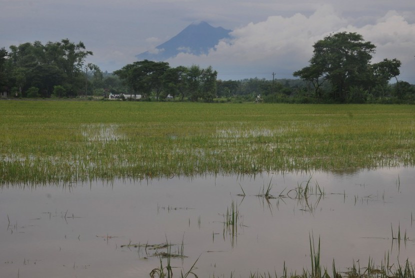 Hamparan lahan pertanian padi berlatar belakang Gunung Merapi terendam banjir di wilayah Cawas, Klaten, Jawa Tengh, Kamis (7/3/2019).
