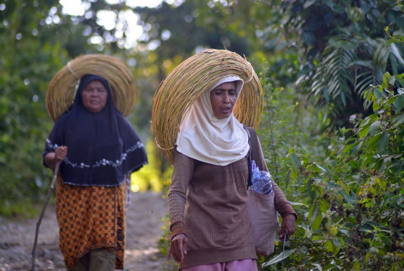 Ilustrasi perempuan kelola hutan. Foto: Dua perempuan membawa komoditas hasil hutan non kayu jenis rotan 