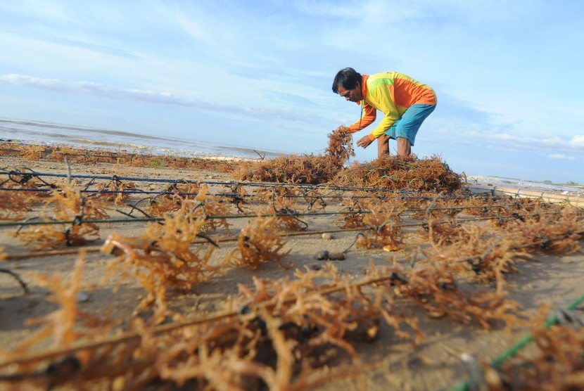 Petani menyiapkan bibit rumput laut siap tanam di Pantai Jumiang, Pamekasan, Jawa Timur, Sabtu (16/3/2019). 
