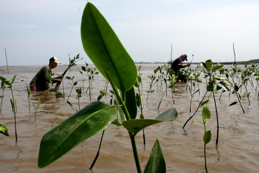 Sejumlah warga menanam bibit mangrove di Kecamatan Tamalanrea, Makassar, Sulawesi Selatan, Sabtu (23/3/2019). 