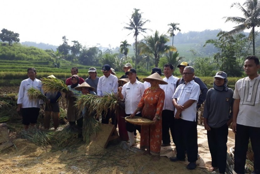 Petani di Desa Nagrak, Kecamatan Darangdan, Kabupaten Purwakarta, panen padi organik perdana di musim rendeng 2019 ini, Rabu (3/4).