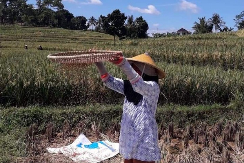 Petani di Desa Nagrak, Kecamatan Darangdan, Kabupaten Purwakarta, panen padi organik perdana di musim rendeng 2019 ini, Rabu (3/4) (ilustrasi).