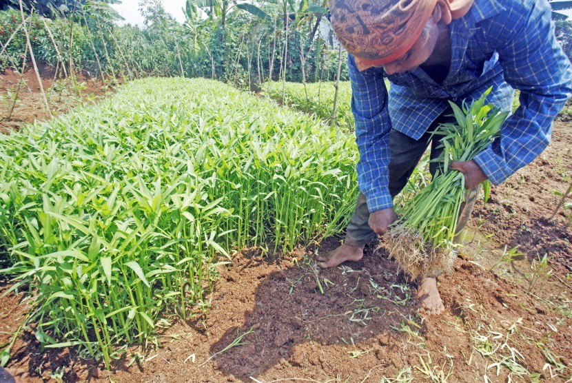 Petani memanen sayur kangkung di lahan pertanian kawasan Depok, Jawa Barat, Kamis (11/4/2019). 