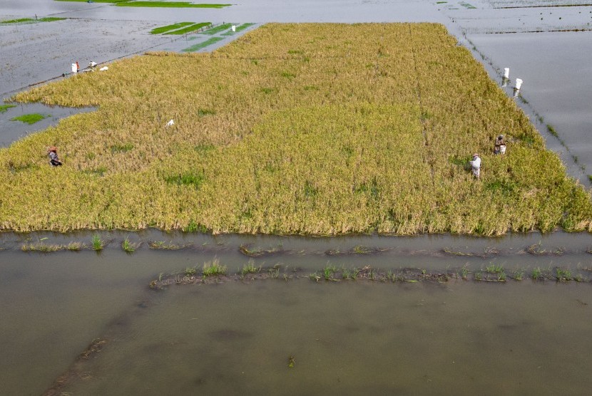 Petani memanen padi di areal persawahan yang terendam banjir di Desa Pilangsari, Sayung, Demak, Jawa Tengah, Kamis (11/4/2019). 