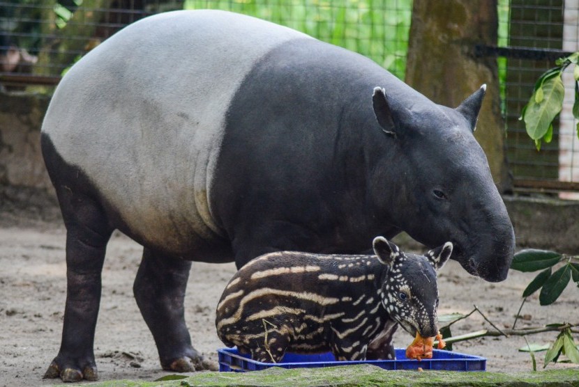 Seekor anak tapir (tapirus indicus) yang diberi nama Bona bersama induknya di Kebun Binatang Bandung, Jawa Barat.