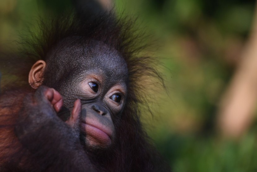 Bayi Orangutan Kalimantan (Pongo pygmaeus) yang bernama Nadia bermain di halaman Rumah Sakit Satwa Taman Safari Prigen, Pasuruan, Jawa Timur, Senin (20/5/2019).