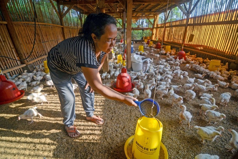 Peternak memberikan pakan pada ayam boiler di Kampung Cipedes, Desa Cipanjalu, Kabupaten Bandung, Jawa Barat, Senin (27/5/2019).