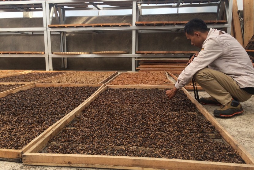 Produksi Kopi Cigalontang di Kampung Kiara Bongkok.