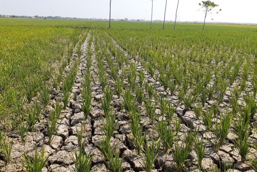 Musim tanam di Indramayu diperkirakan bulan ini. Foto: Ratusan hektare tanaman padi di Kecamatan Kandanghaur, Kabupaten Indramayu mengalami kekeringan parah di musim tanam gadu 2019, Senin (10/6). 