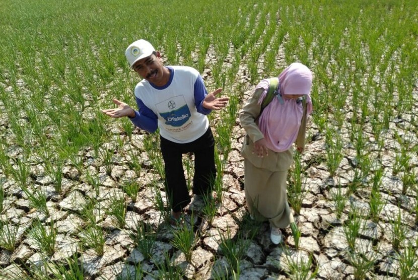 Ratusan hektare tanaman padi di Kecamatan Kandanghaur, Kabupaten Indramayu mengalami kekeringan parah di musim tanam gadu 2019, Senin (10/6/2023).